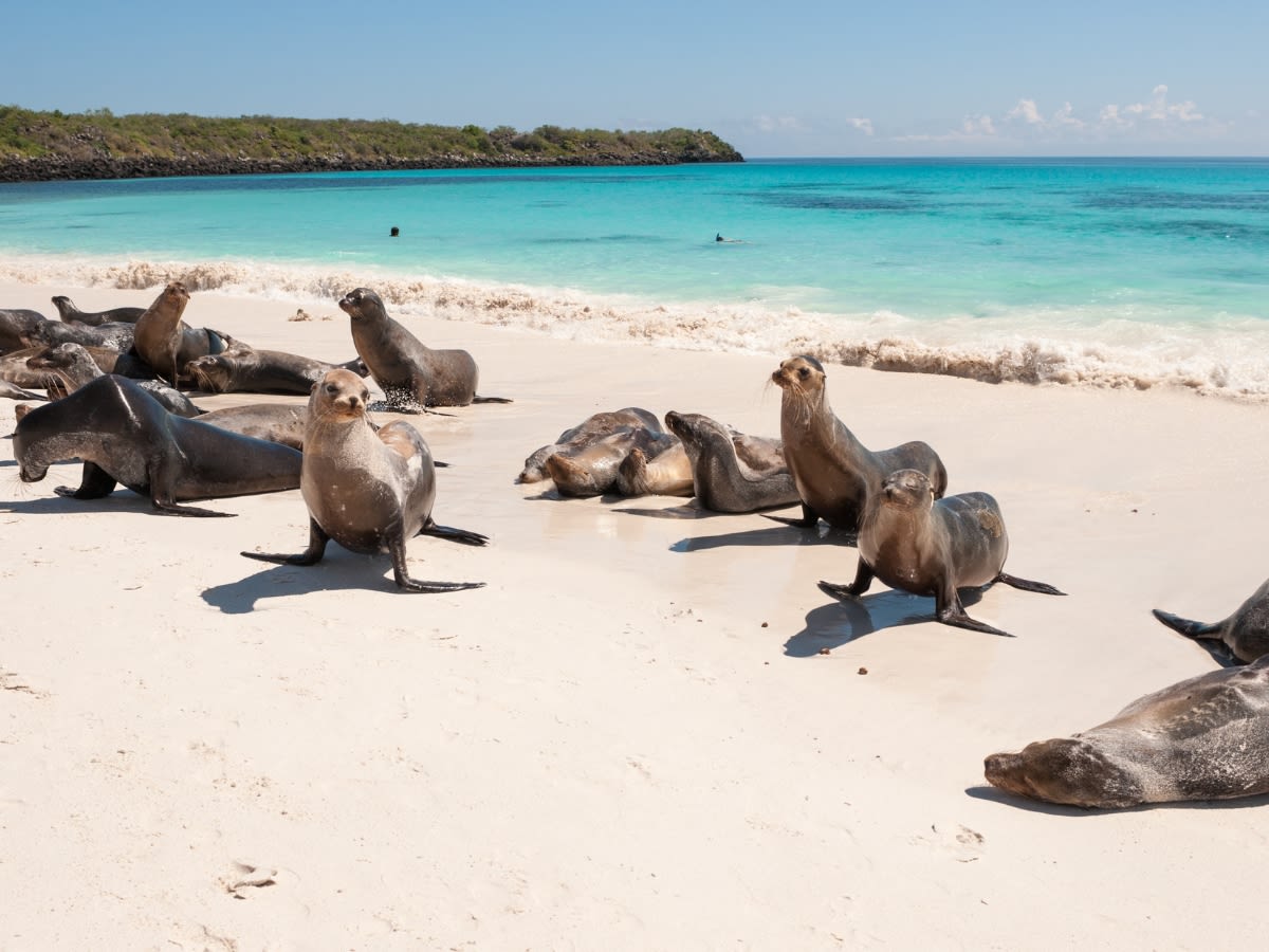 Ultimate Galapagos Islands Adventure