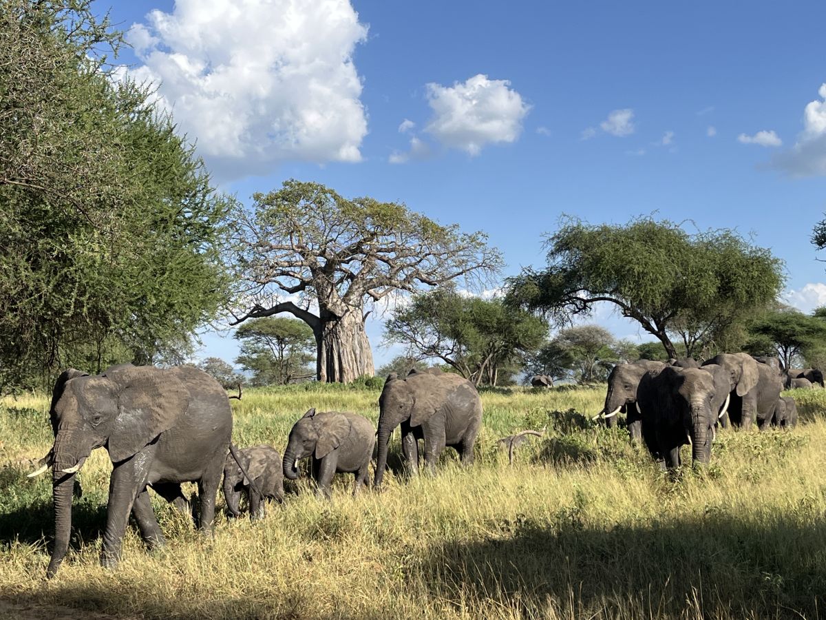 Serengeti & Ngorongoro Crater Safari