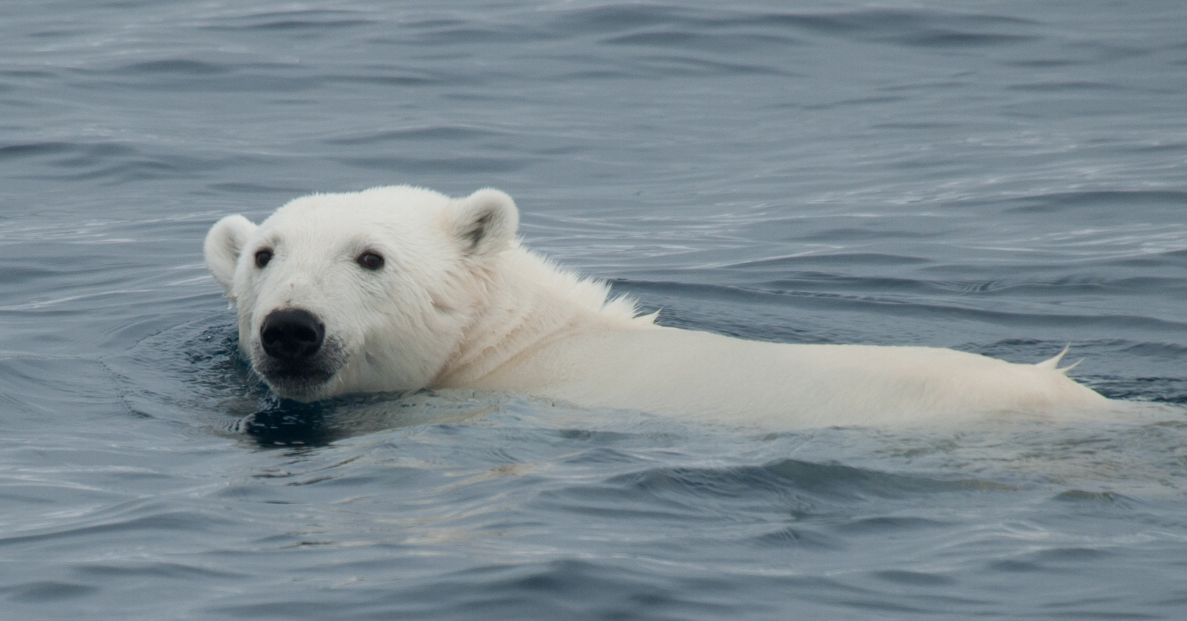 South Spitsbergen Explorer - Bear Island - Diving (supplemented)