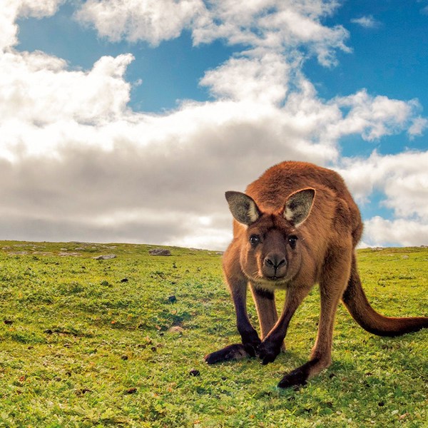 Great Ocean Road & Kangaroo Island Escape