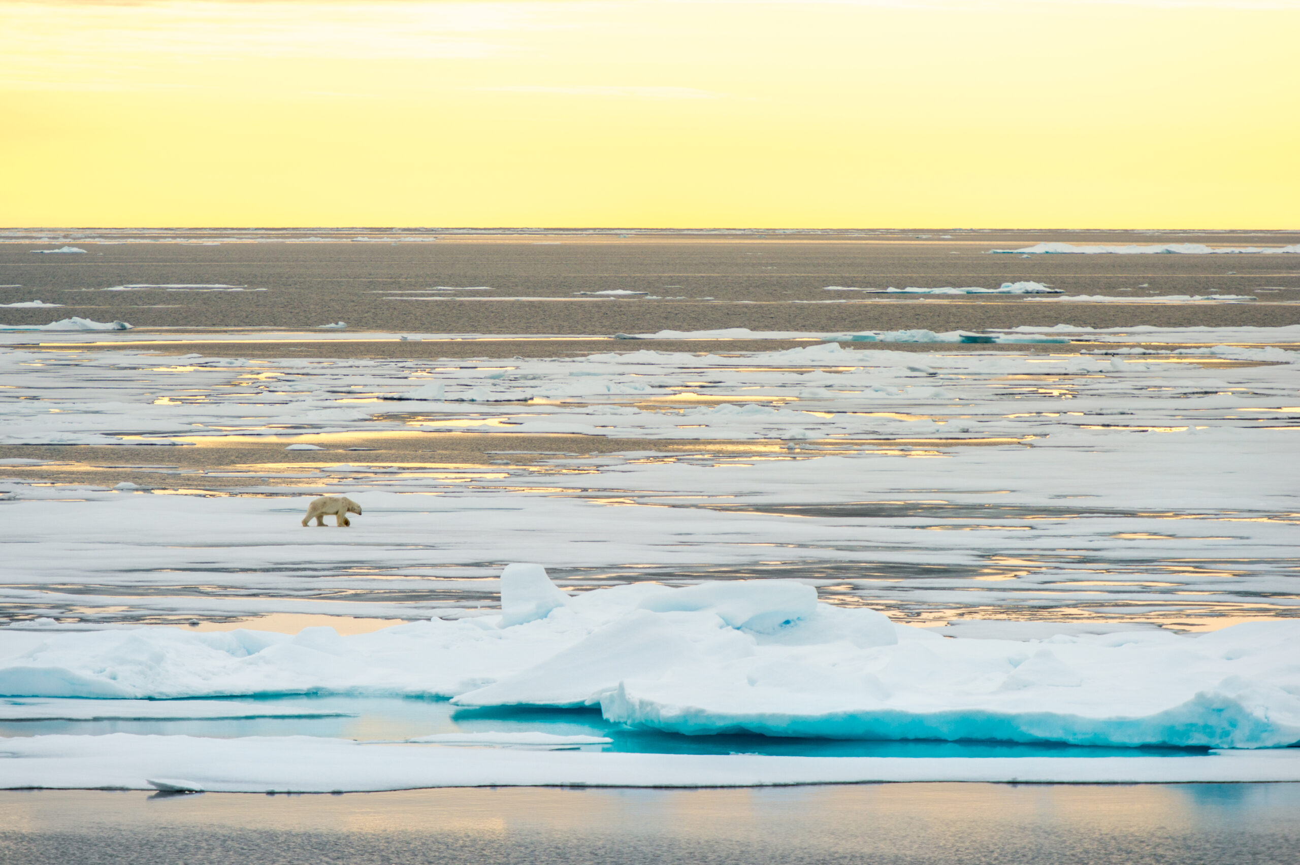 Around Spitsbergen and Nordaustlandet, In the Icy Realm of the Polar Bear