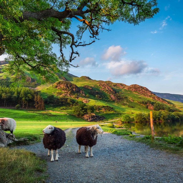 Britain and Ireland Delight