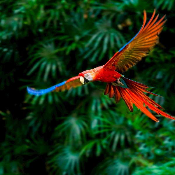 Costa Rica Adventure with Tortuguero Extension