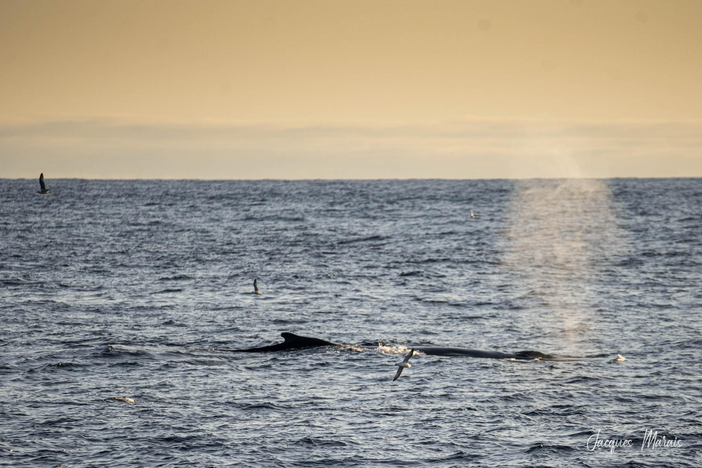 East Greenland, Scoresby Sund - Iceland, Aurora Borealis, Fly & Sail