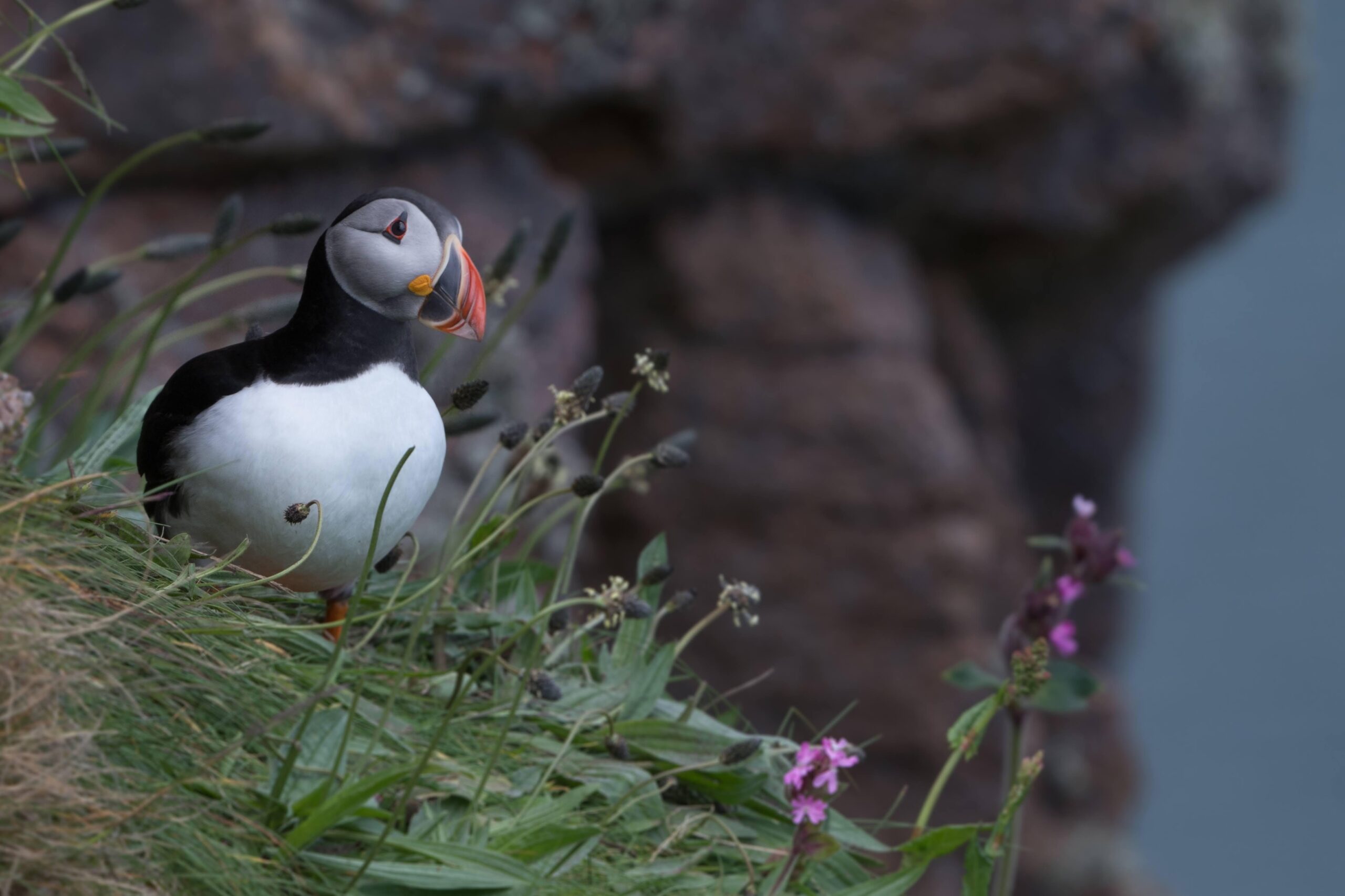 Arctic Ocean - Fair Isle, Jan Mayen, Ice edge, Spitsbergen, Birding - Summer Solstice