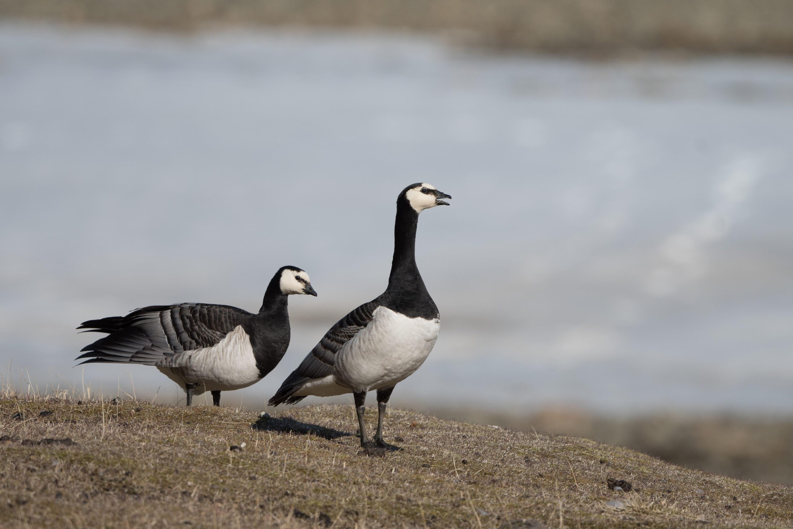 Arctic Ocean - Fair Isle, Jan Mayen, Ice Edge, Spitsbergen, Birding Special