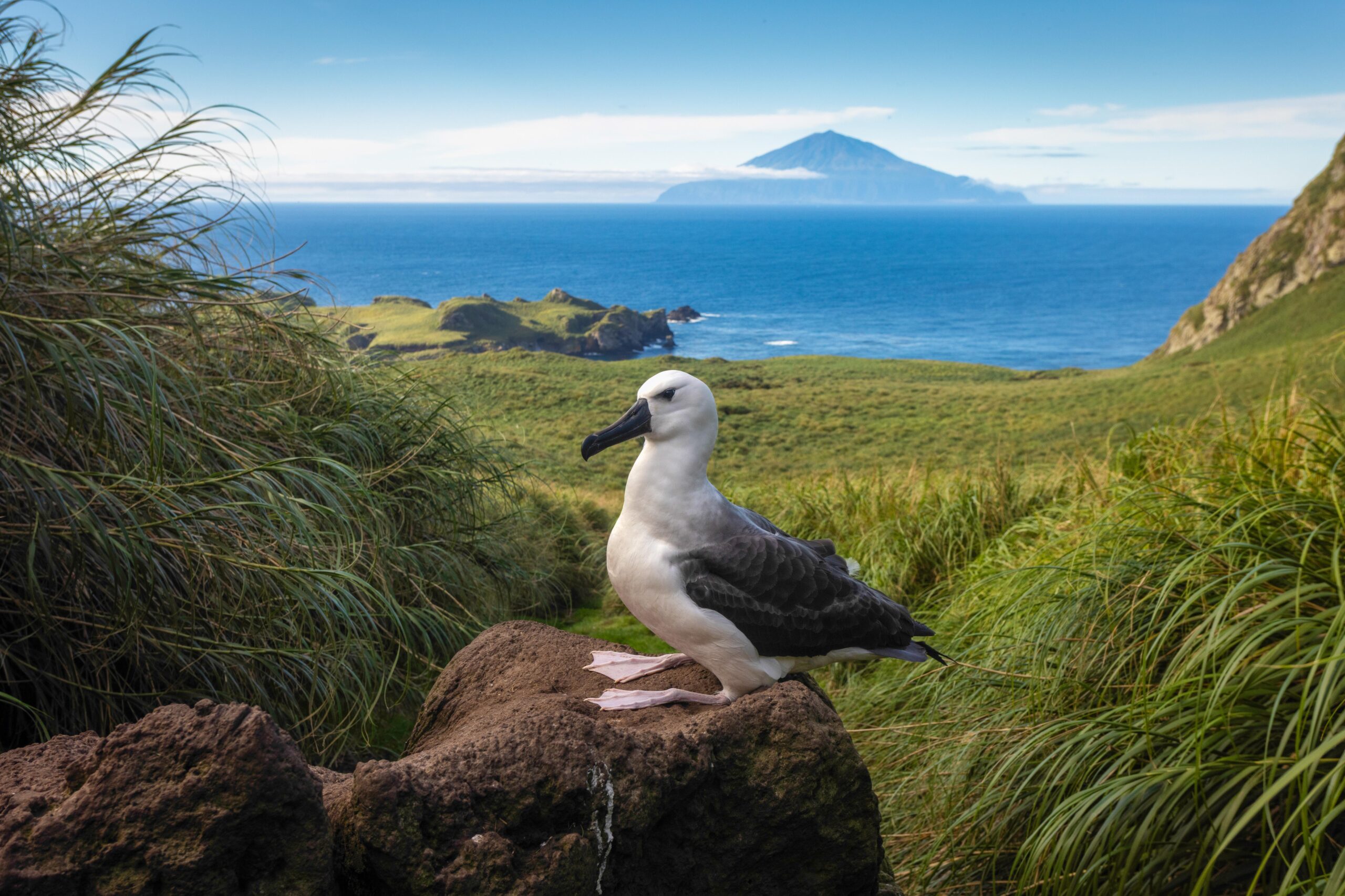 Atlantic Odyssey, excl. Antarctic Peninsula