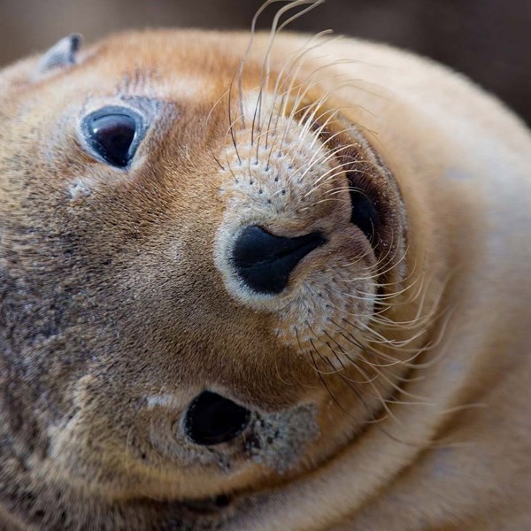 Remarkable Adelaide to Kangaroo Island