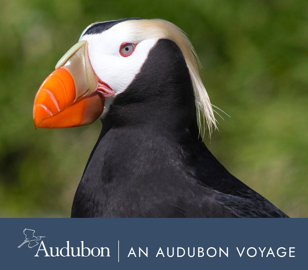 Alaska’s Inside Passage: Fjords of the Great Land | An Audubon Voyage