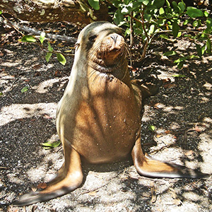 Mysteries Of The Inca Empire With Galapagos Cruise