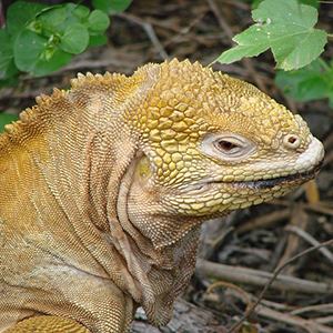 Mysteries Of The Inca Empire With Peru's Amazon & Galapagos Cruise