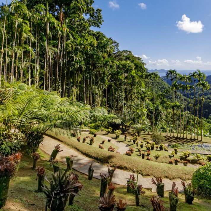 Lesser Antilles: Valentine's Day