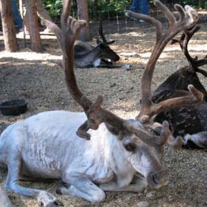 Spectacular Alaska! With Alaska Cruise