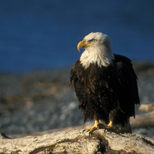 Nature's Best: Alaska With Alaska Cruise