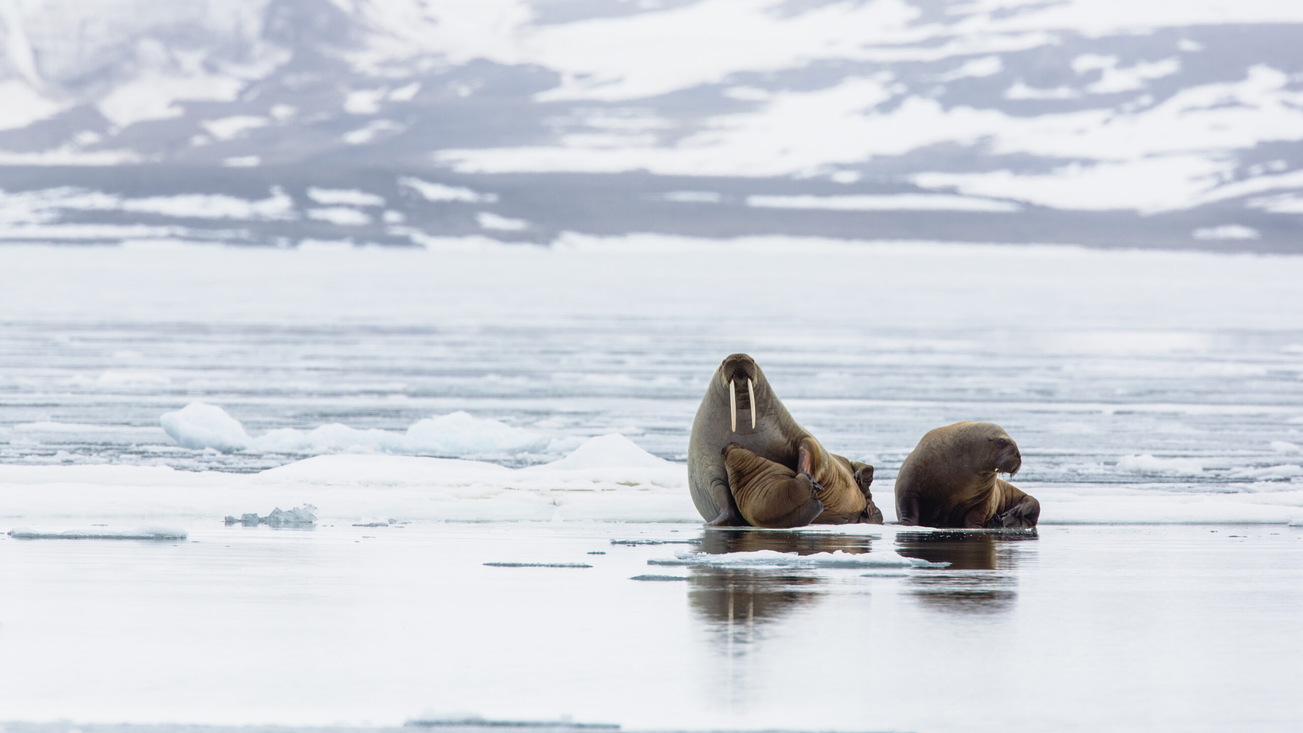 An Arctic Wildlife Expedition in Svalbard