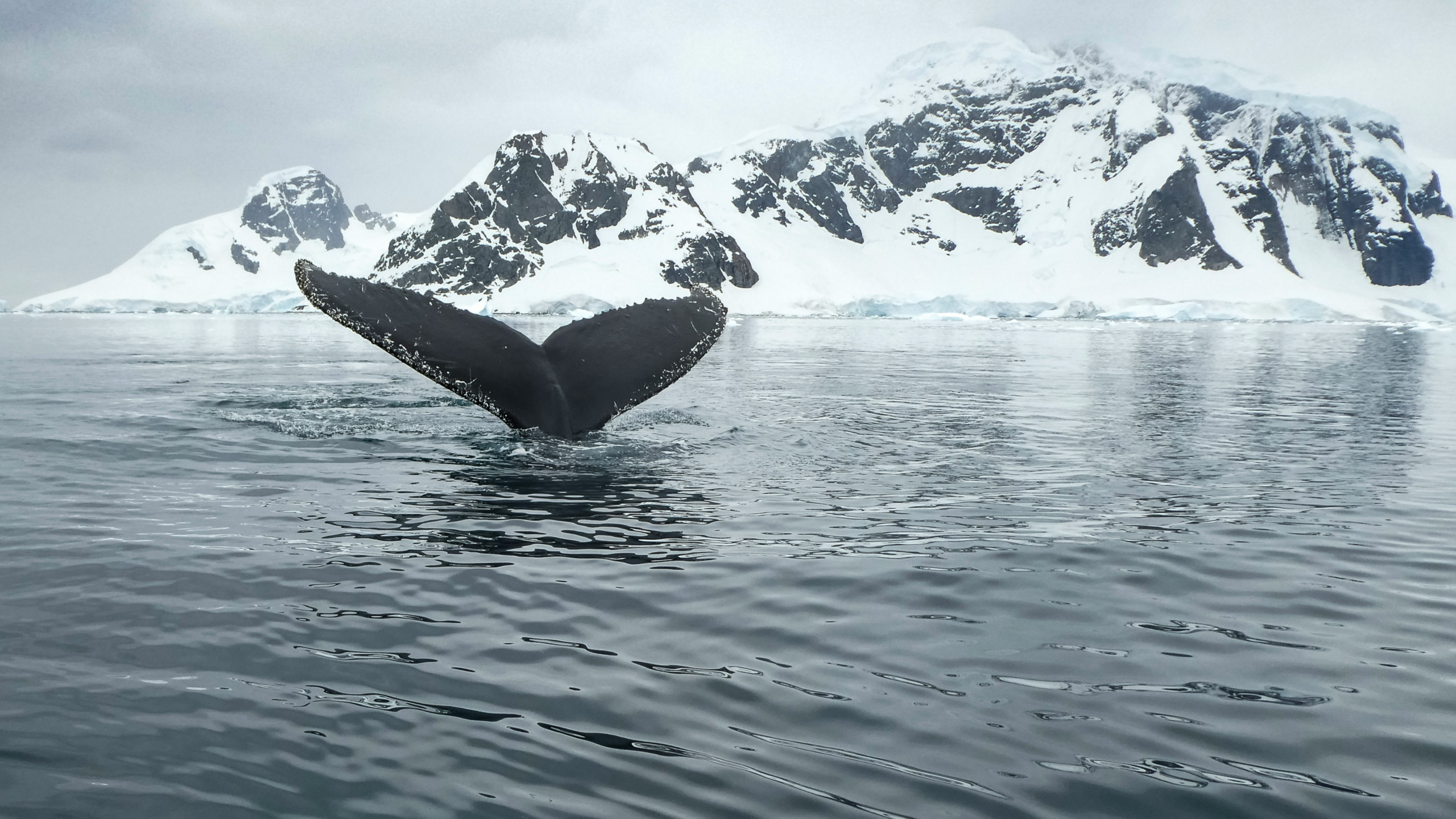 Voyaging Beyond the Antarctic Circle