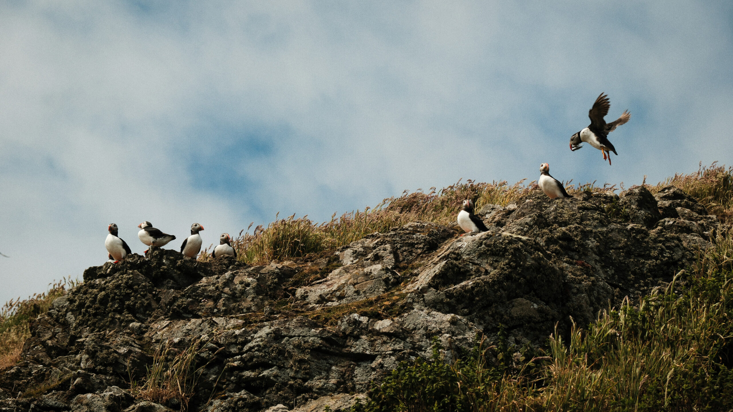 Exploring the Wild Coasts of the British Isles