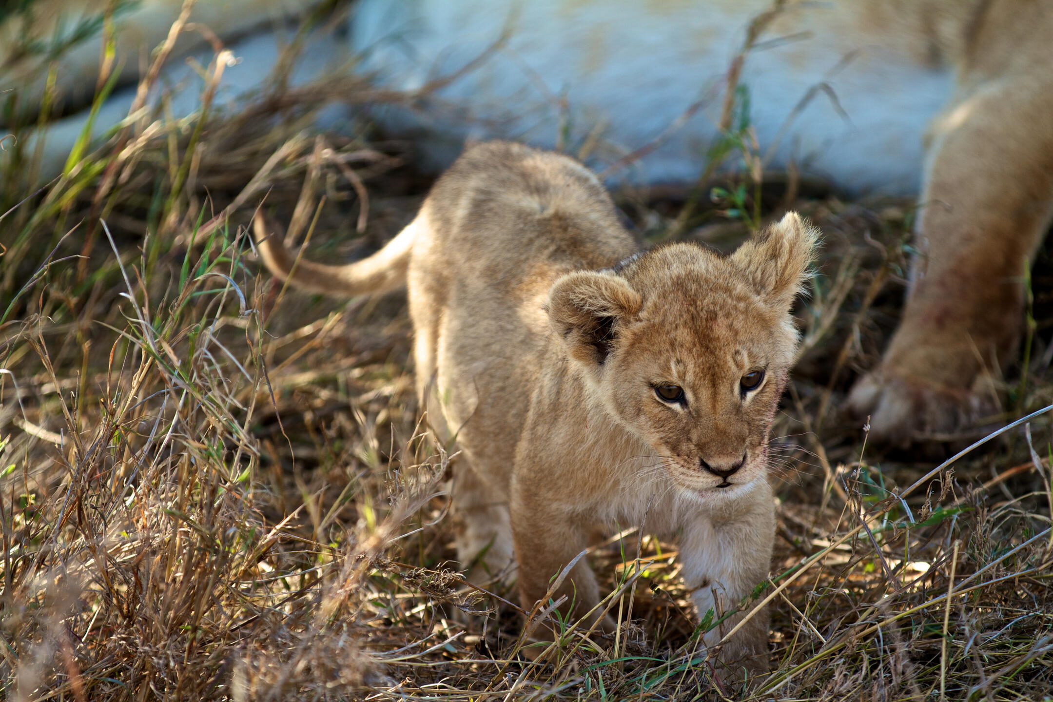 Discover the Wonders of Tanzania