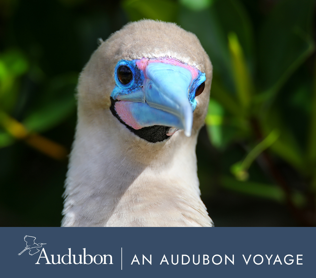 Nine of the Best Isles (Western and Northern Route) | An Audubon Voyage