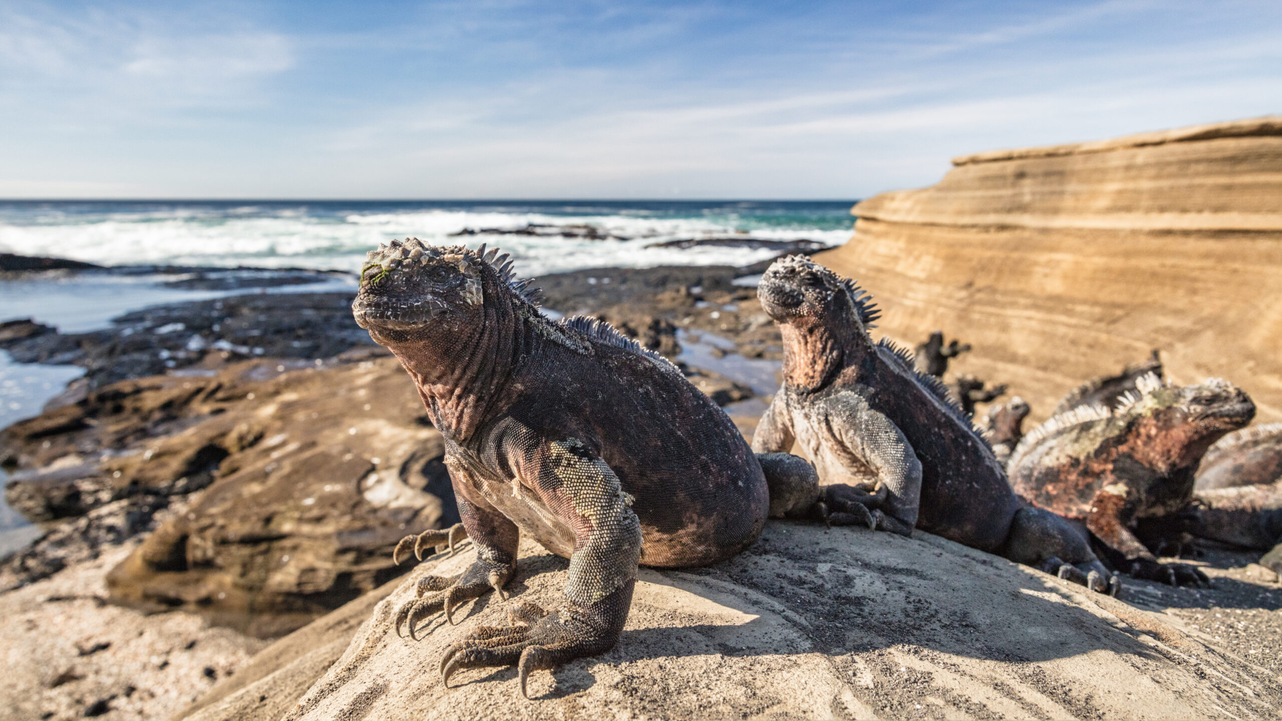 Ultimate Galápagos: Northern and Western Route