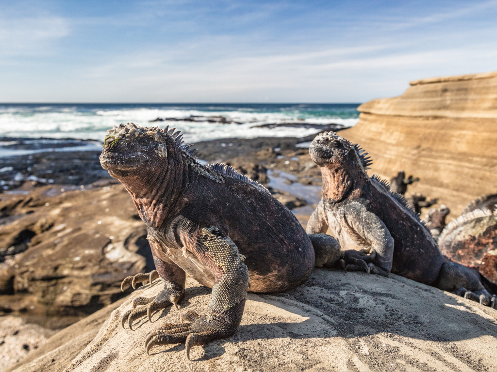 Ultimate Galápagos: Southern and Central Route