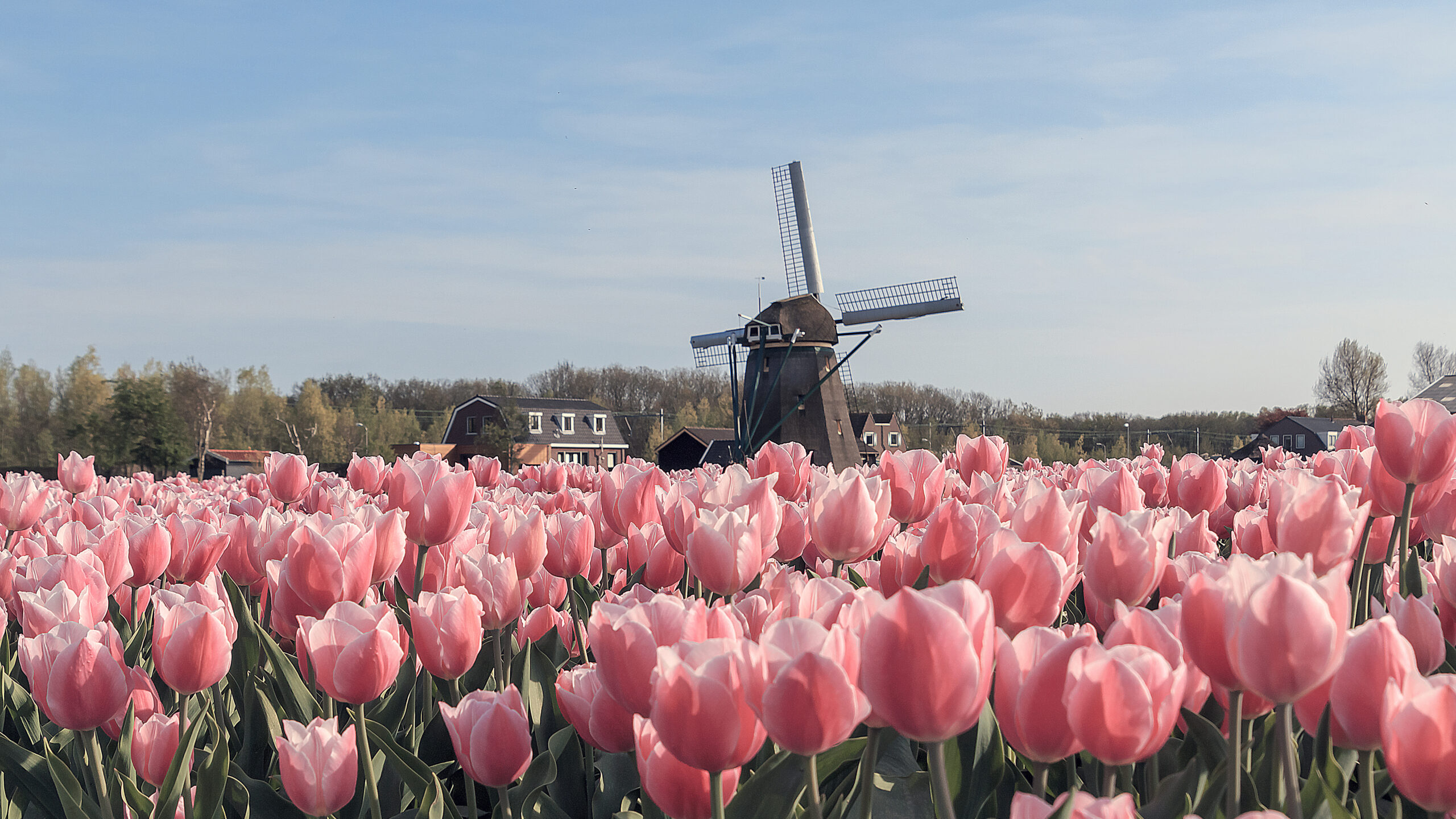 A Tulip Cruise Through the Netherlands and Belgium