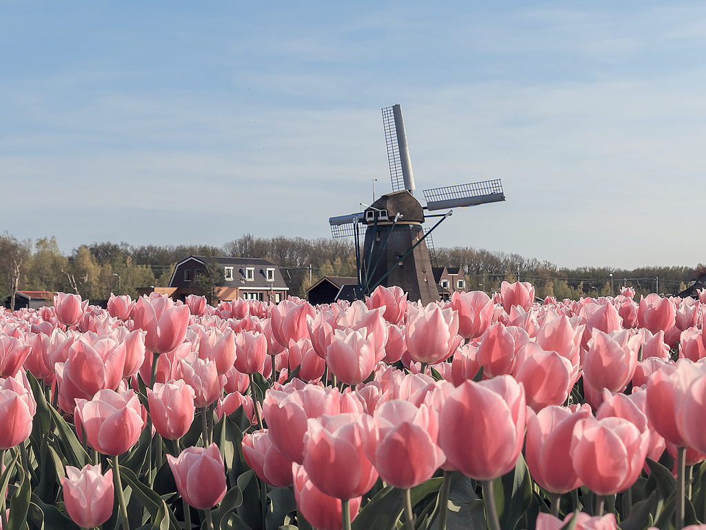 A Tulip Cruise Through the Netherlands and Belgium