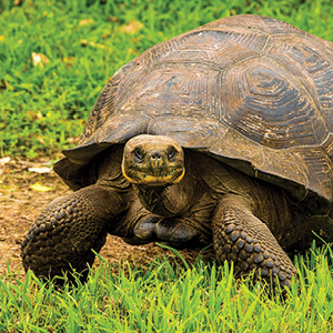 Independent Galapagos Cruise Aboard The Galápagos Legend