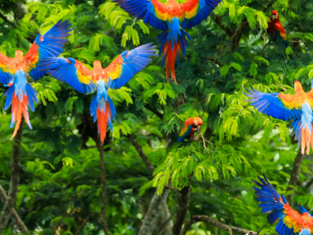 A&K Sanctuary Peruvian Amazon Cruise (6 Days)