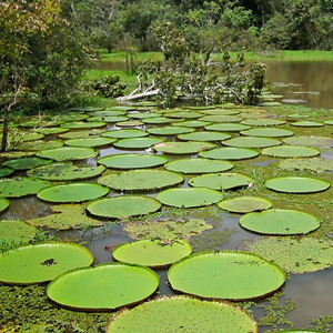 From The Inca Empire To The Peruvian Amazon