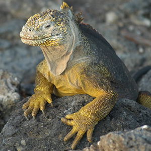 From The Inca Empire To The Peruvian Amazon With The Nazca Lines & Galápagos Cruise