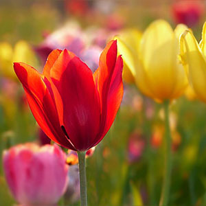 Highlights Of Holland & Belgium