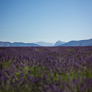 Burgundy & Provence With 2 Nights In Paris & 2 Nights In French Riviera (Southbound)