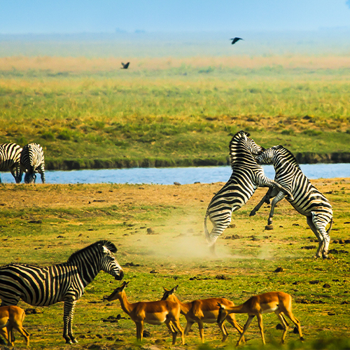 World's Greatest Show & Safari - Serengeti