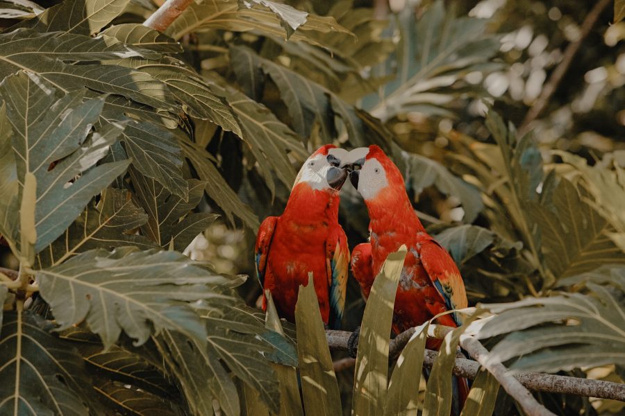 A Journey through Mayan Marvels, Rich Reefs & Ocean Serenity