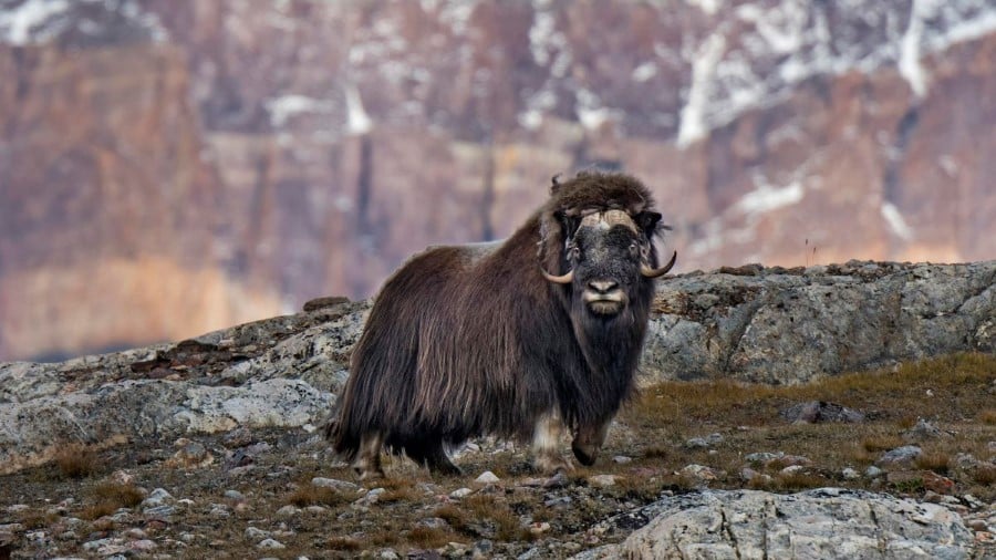 Serene Greenland - To the World's Largest National Park