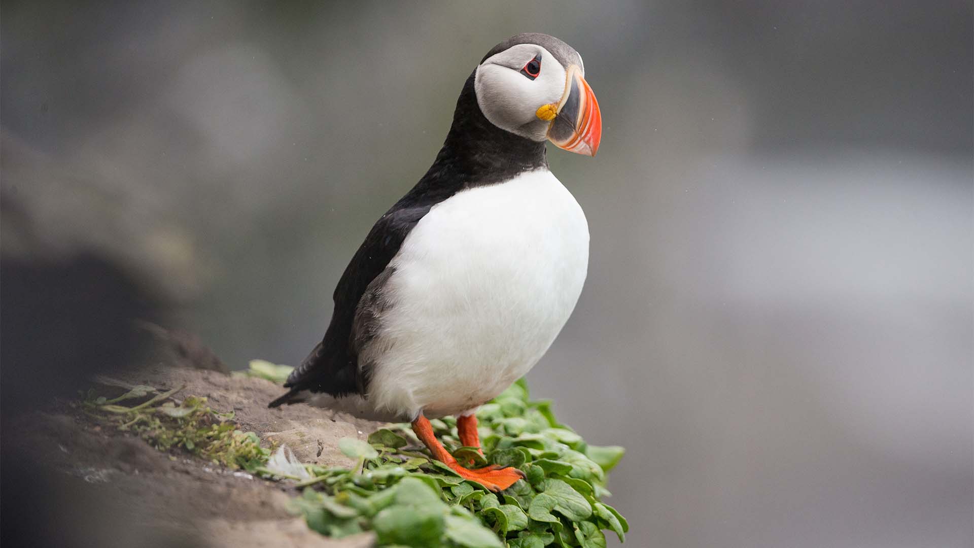 Longyearbyen to Tromso