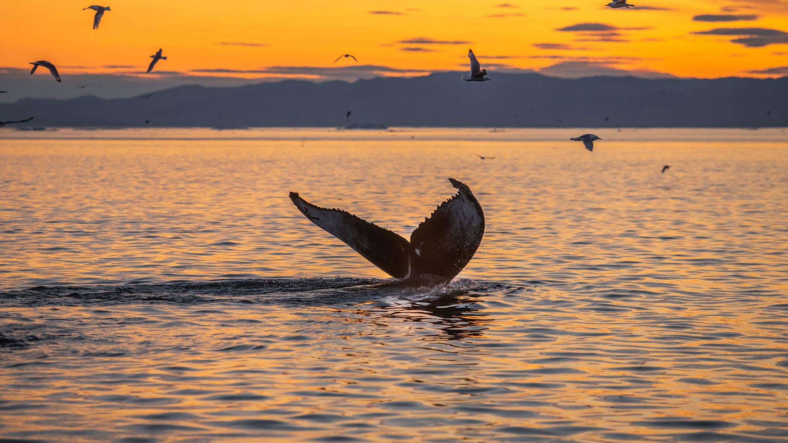 Longyearbyen To Reykjavík