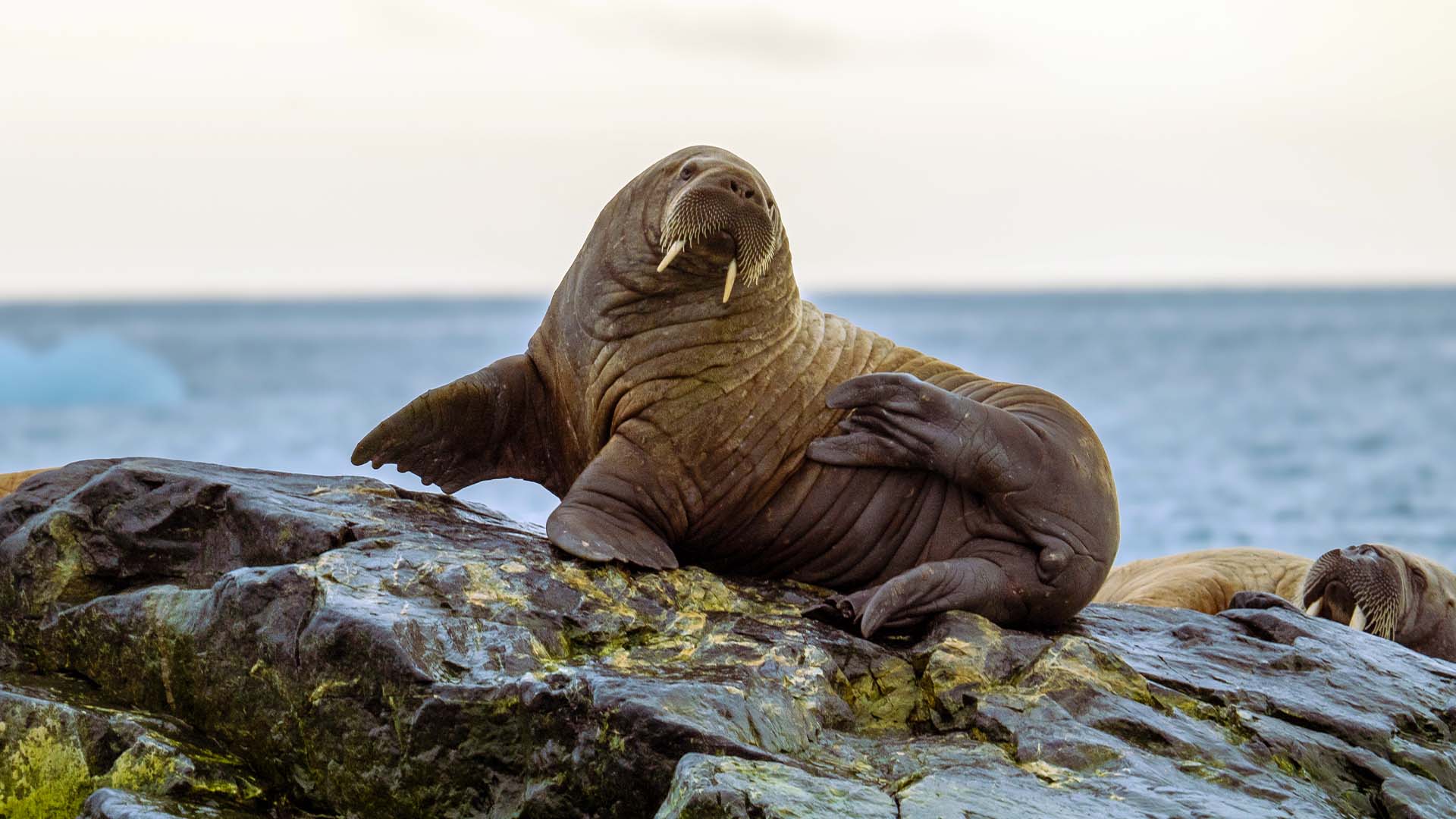 Reykjavík to Longyearbyen