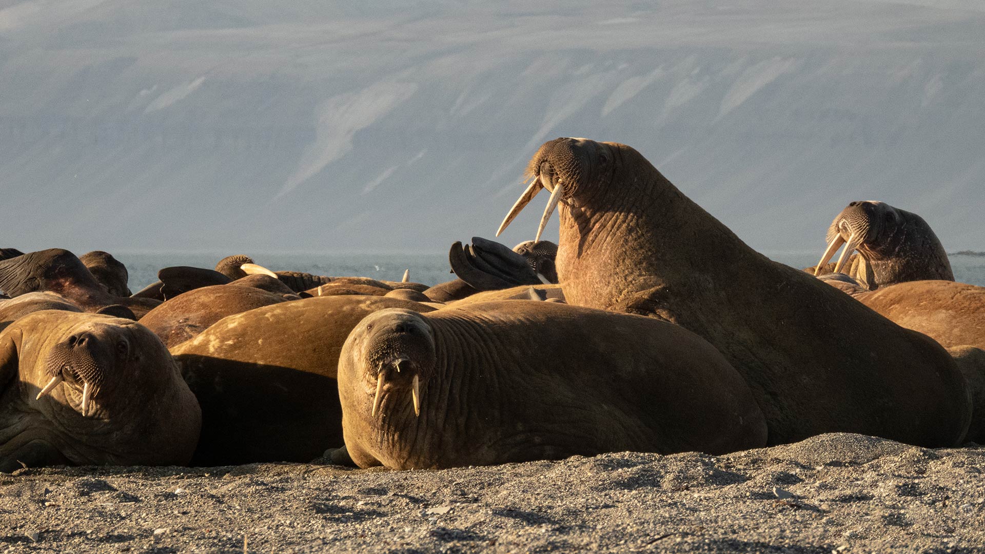 Longyearbyen To Reykjavík