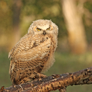 Great Resorts Of The Canadian Rockies With Rocky Mountaineer