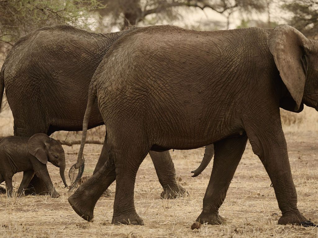 A&K Sanctuary Tanzania and Kenya Safari