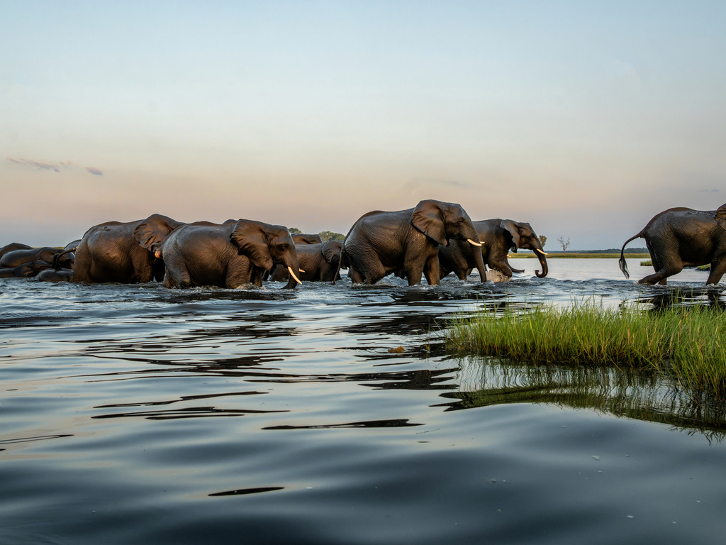 Luxury Honeymoon in Cape Town and Botswana