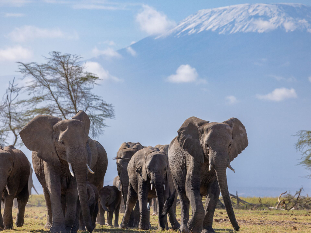 Kenya and Uganda Safari by Private Air