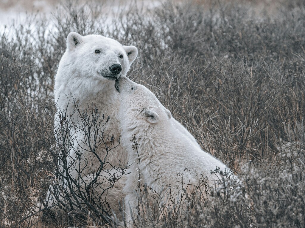 Wild Canada: Bears, Belugas and the Aurora Borealis