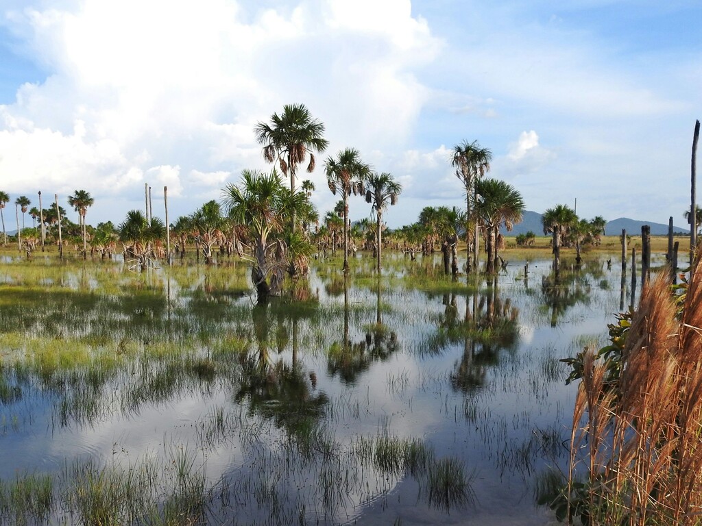 On the Trail of Brazil’s Wildlife