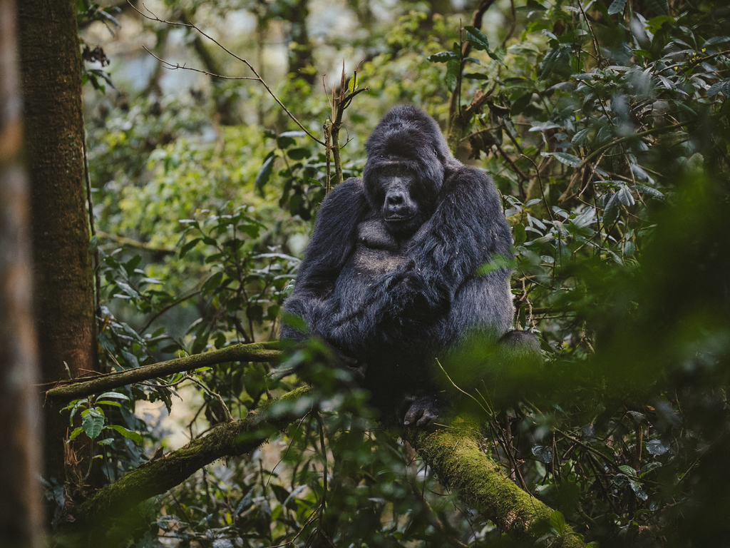 Uganda: Into the Wild