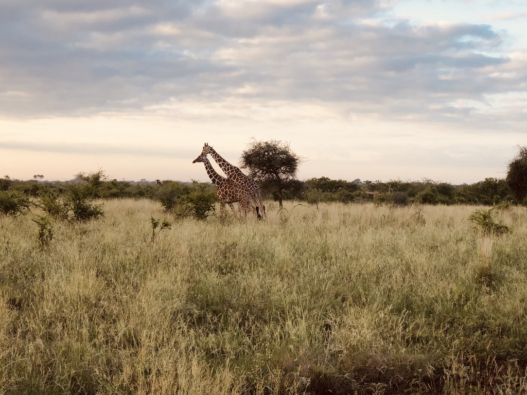 Kenya Safari and Beach Adventure