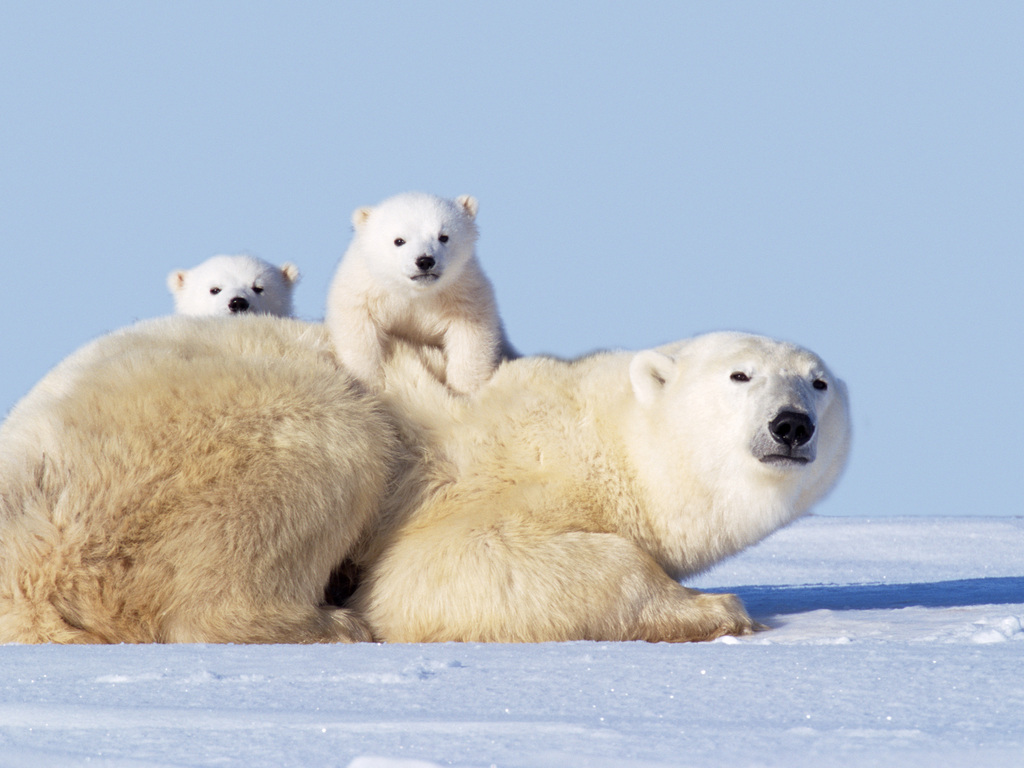 Wild Canada by Private Jet