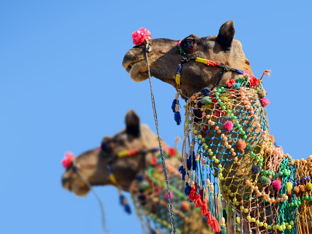 Taj Mahal and the Treasures of India - Pushkar Fair